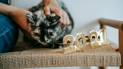 Free cat age calculator converting cat years to human years