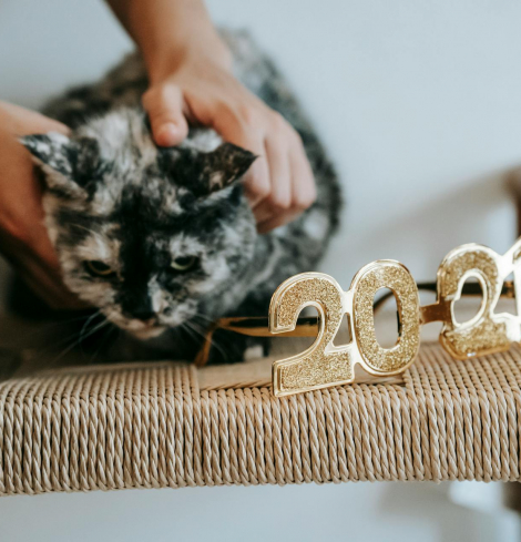 Free cat age calculator converting cat years to human years