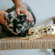 Free cat age calculator converting cat years to human years
