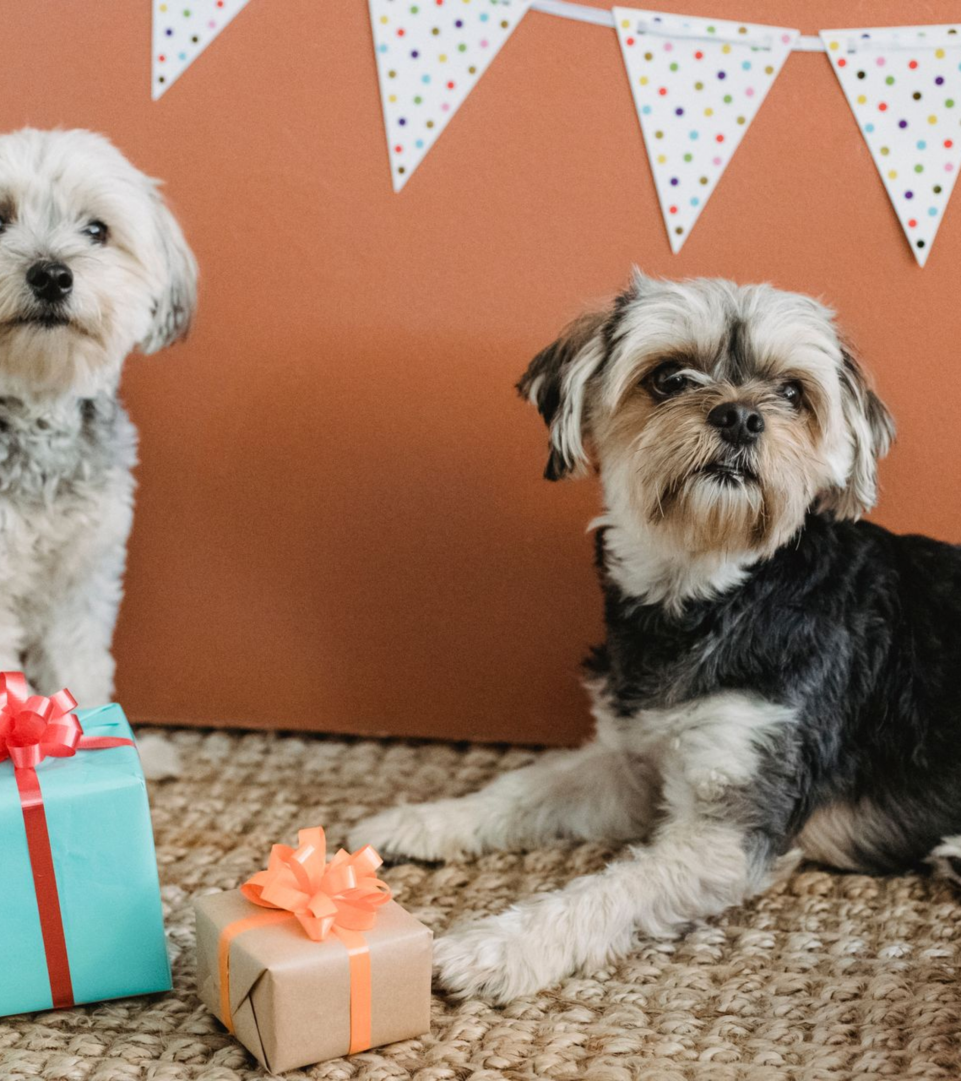 Free dog age calculator converting dog years to human years by size