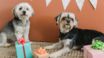 Free dog age calculator converting dog years to human years by size