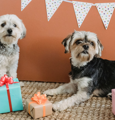 Free dog age calculator converting dog years to human years by size