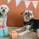 Free dog age calculator converting dog years to human years by size